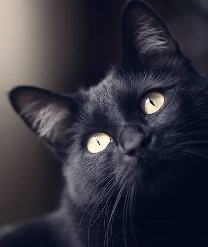 Gatos ven fantasmas y limpian energías negativas Gatos ven fantasmas y limpian energías negativas