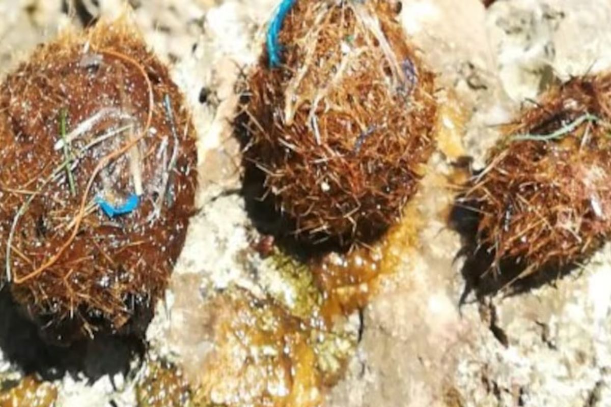 bolas de Neptuno Imagen: as.com