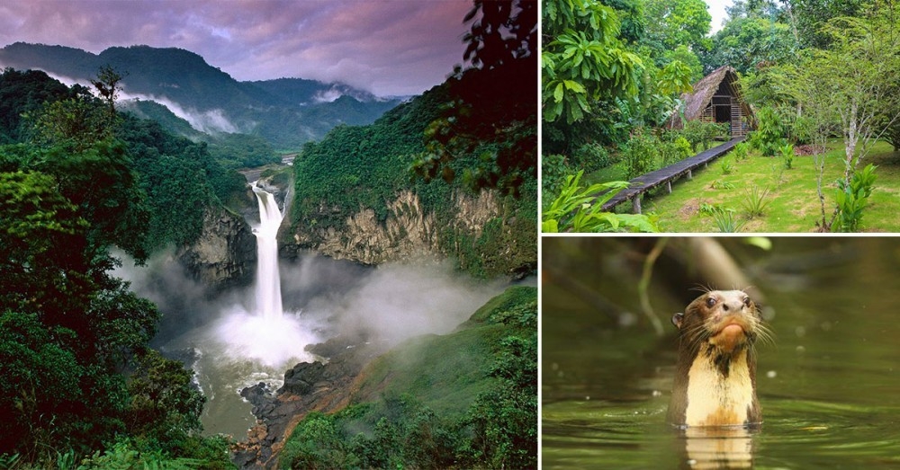 Parque Nacional Yasuní Conoce Uno De Los Tesoros Más Alucinantes De Ecuador Bioguia 3003