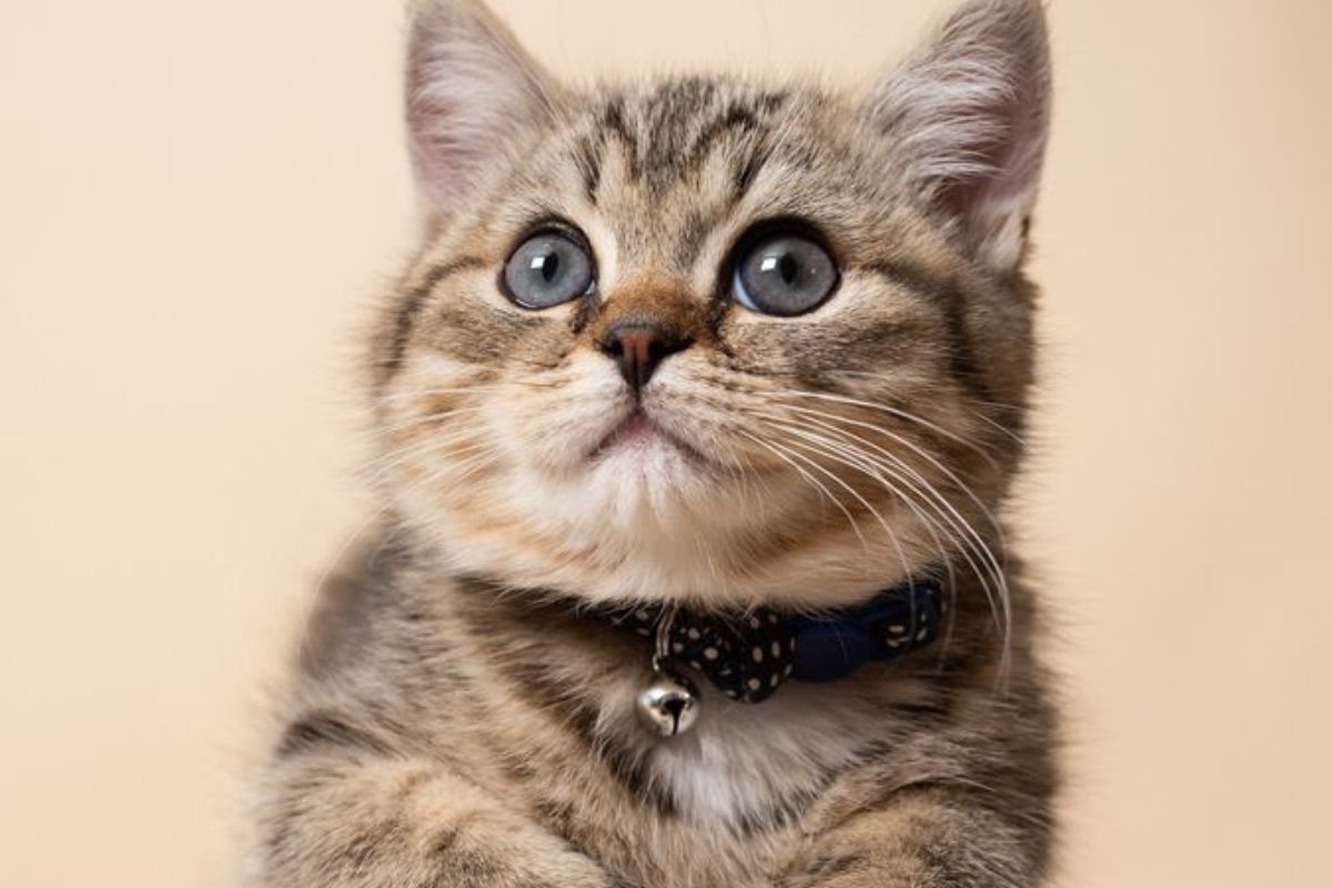 Gatos Aunque parezcan independientes, los michis también te extrañan. (Créditos Pinterest)