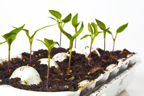 Esta es la mejor manera para que tus semillas germinen rápido y sanas