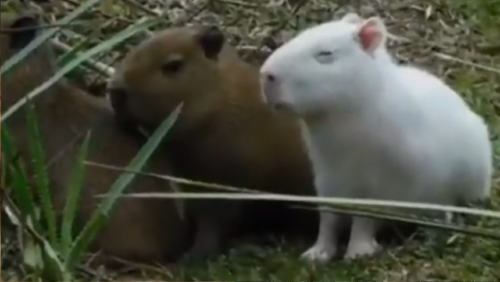 _portada bioguia (54) _portada bioguia (54)