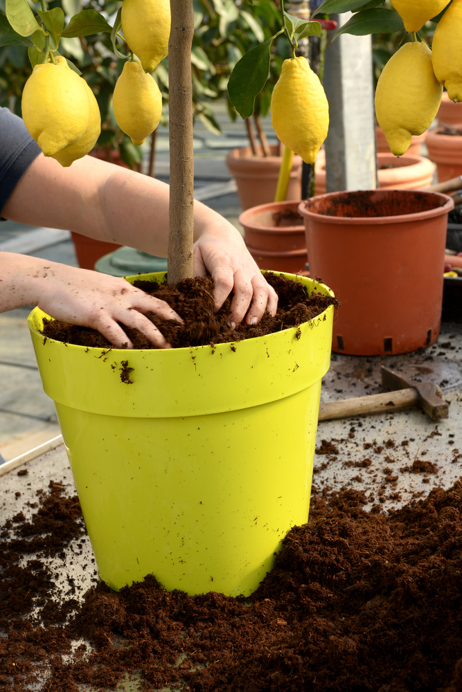 Claves para plantar frutales Claves para plantar frutales