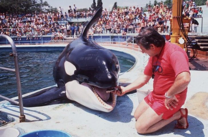 orca ulisses orca ulisses