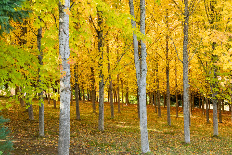 bosque arce