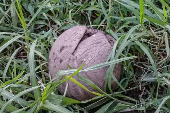 tatu bola Tatú bola, el único armadillo argentino que se convierte en una bola perfecta.
