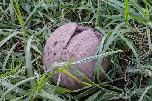 tatu bola Tatú bola, el único armadillo argentino que se convierte en una bola perfecta.