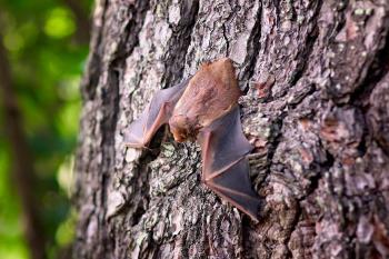 murcielagos Científicos hallaron en murciélagos del Reino Unido un virus relacionado con el COVID-19