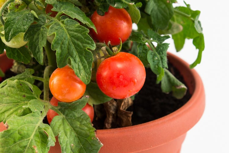 maceta de color naranja con tomates rojos y hojas verdes en un fondo blanco