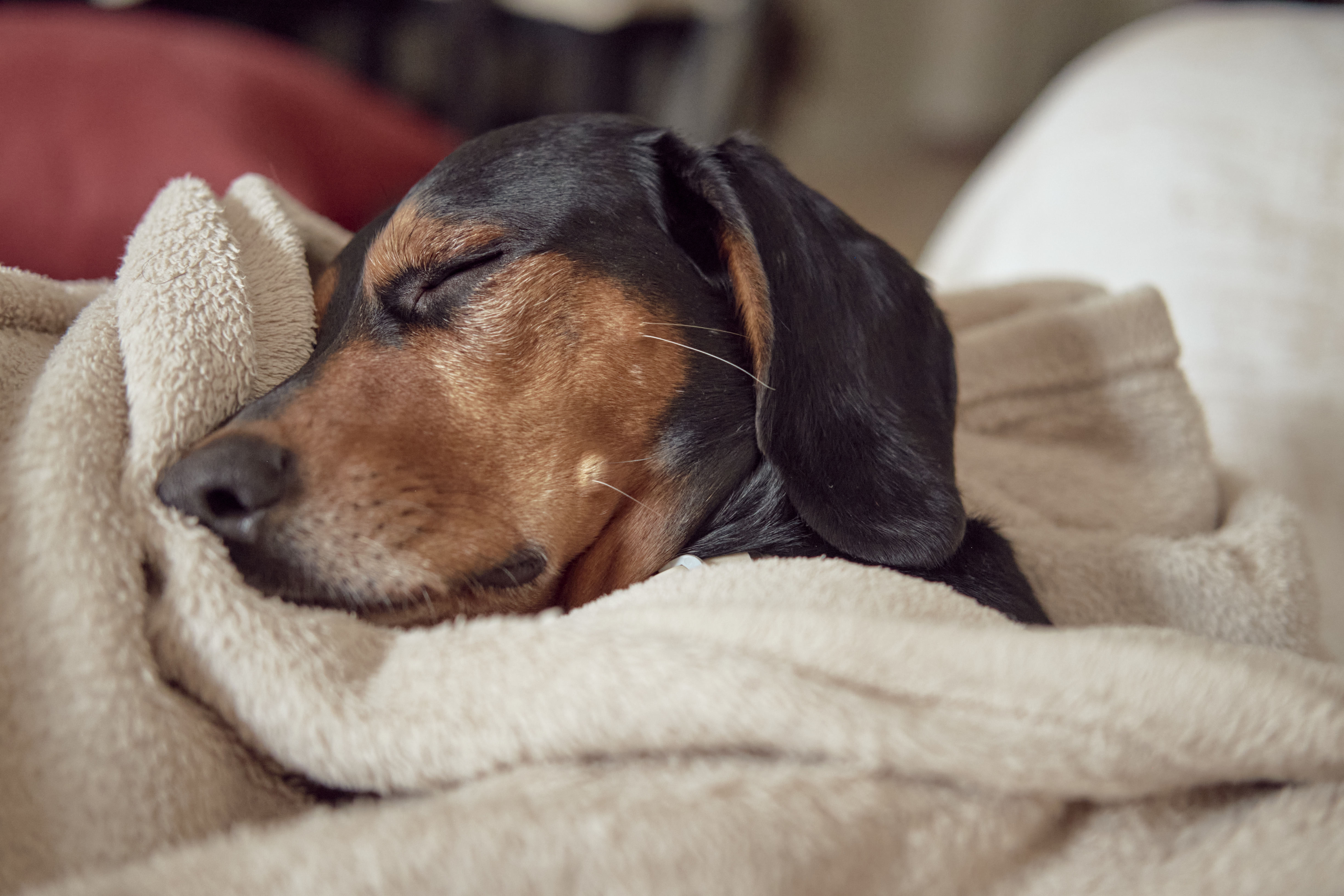 greek hound dog sleeping comfortably tucked under towel greek hound dog sleeping comfortably tucked under towel