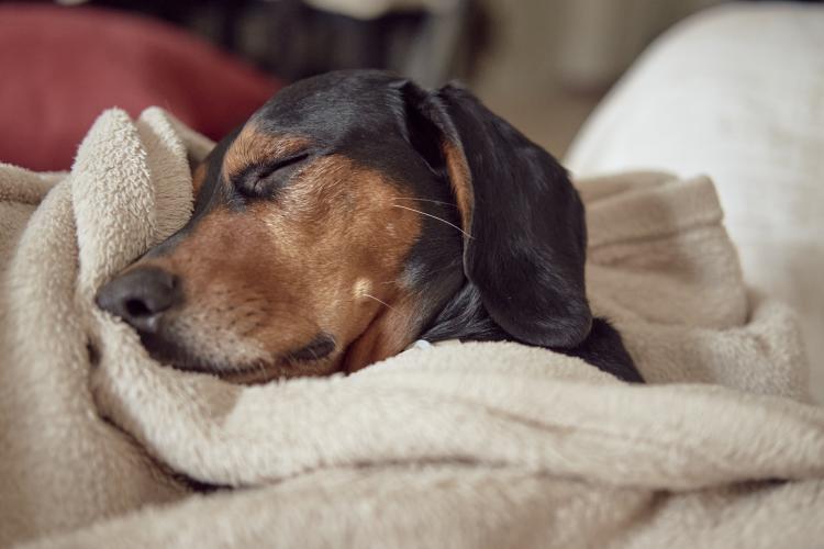 greek hound dog sleeping comfortably tucked under towel