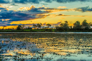 pantanal brasileño