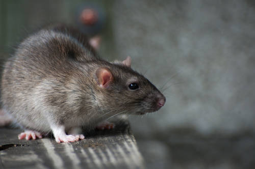 COVID-19: las ratas que consumen en el sudeste asiático albergan el virus