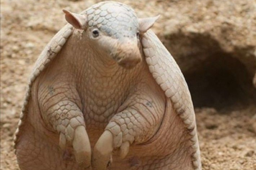 tapir Un estudio revela cómo los mamíferos sudamericanos lograron adaptarse y sobrevivir a un enfriamiento global que eliminó especies en otros continentes. (Imagen: Pinterest)