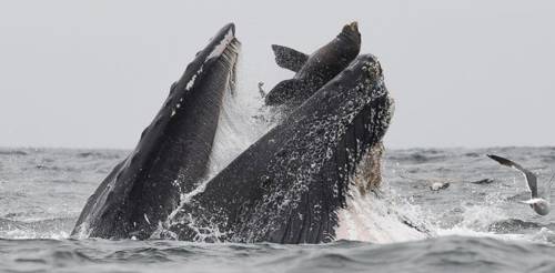 Una ballena con un lobo marino en su boca