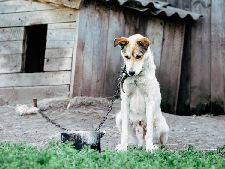 perro maltrato animal