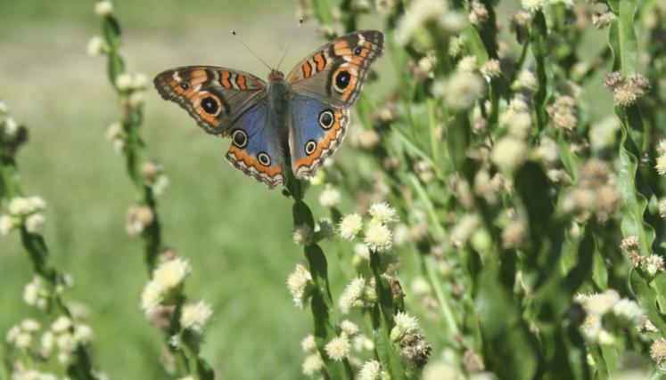 Carqueja Baccharis trimera con Junonia genoveva, Fac Agr (E Haene)_20070220_04 Carqueja Baccharis trimera con Junonia genoveva, Fac Agr (E Haene)_20070220_04