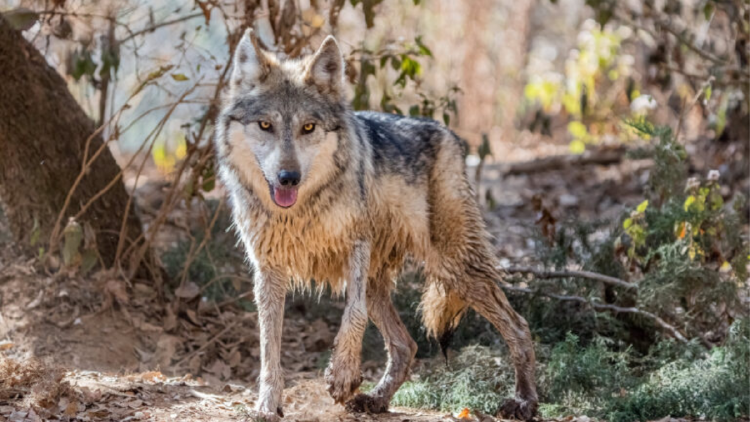 lobo Por ahora, ninguno de los lobos de este santuario está en condiciones de ser reinsertado. Foto: Rubén Martínez, cortesía del Santuario Extinción Cero