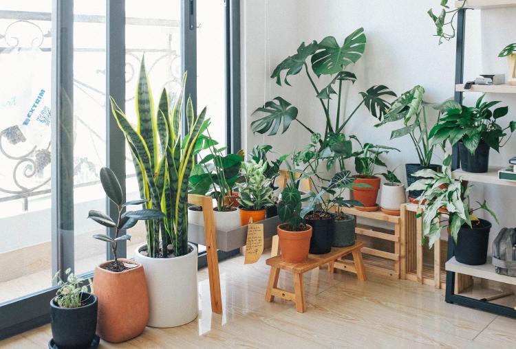 Decoración de interiores con plantas estilo urban jungle