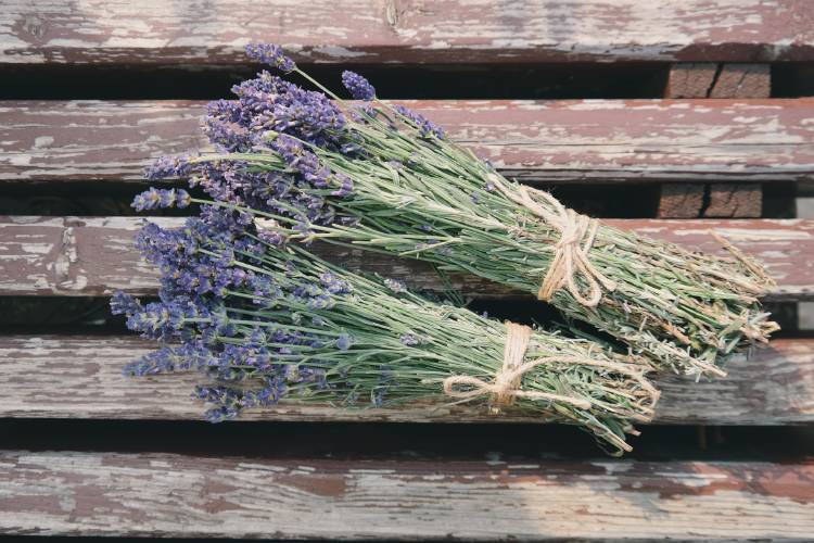 Dos ramos de lavanda