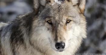 Lobo Lobo