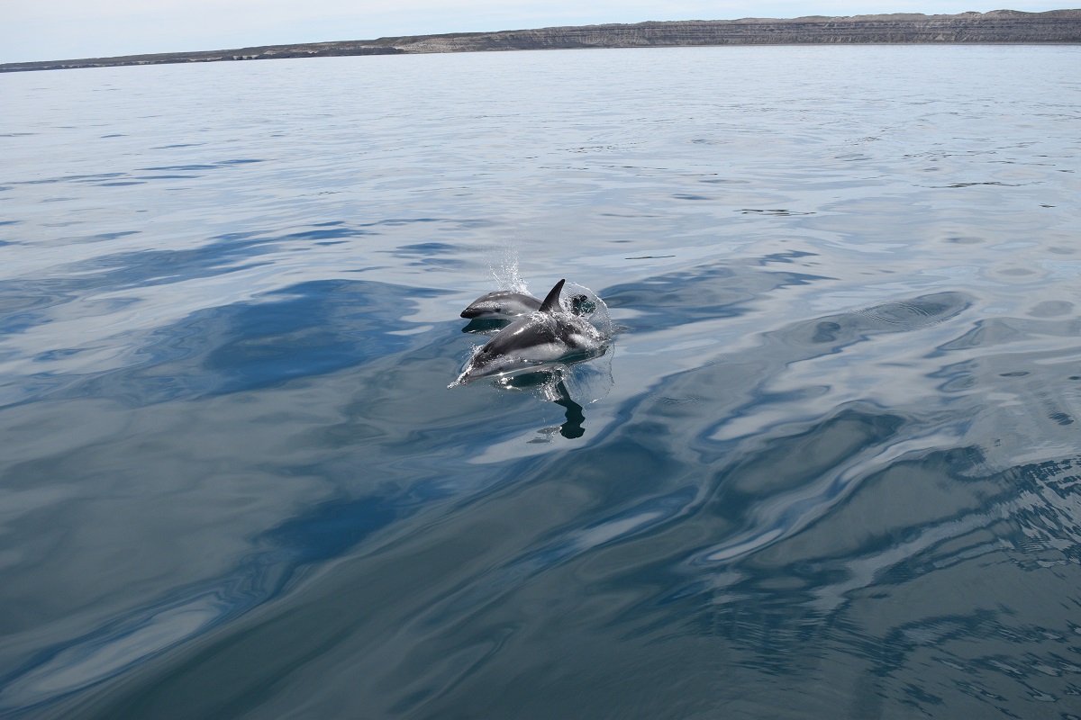 Delfin oscuro patagónico III