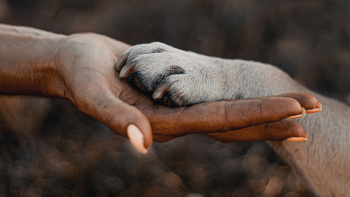 mano pata perro AdobeStock_478894363