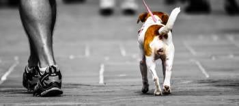 pasear perro Pasear a tu perro te ayuda a combatir el sedentarismo