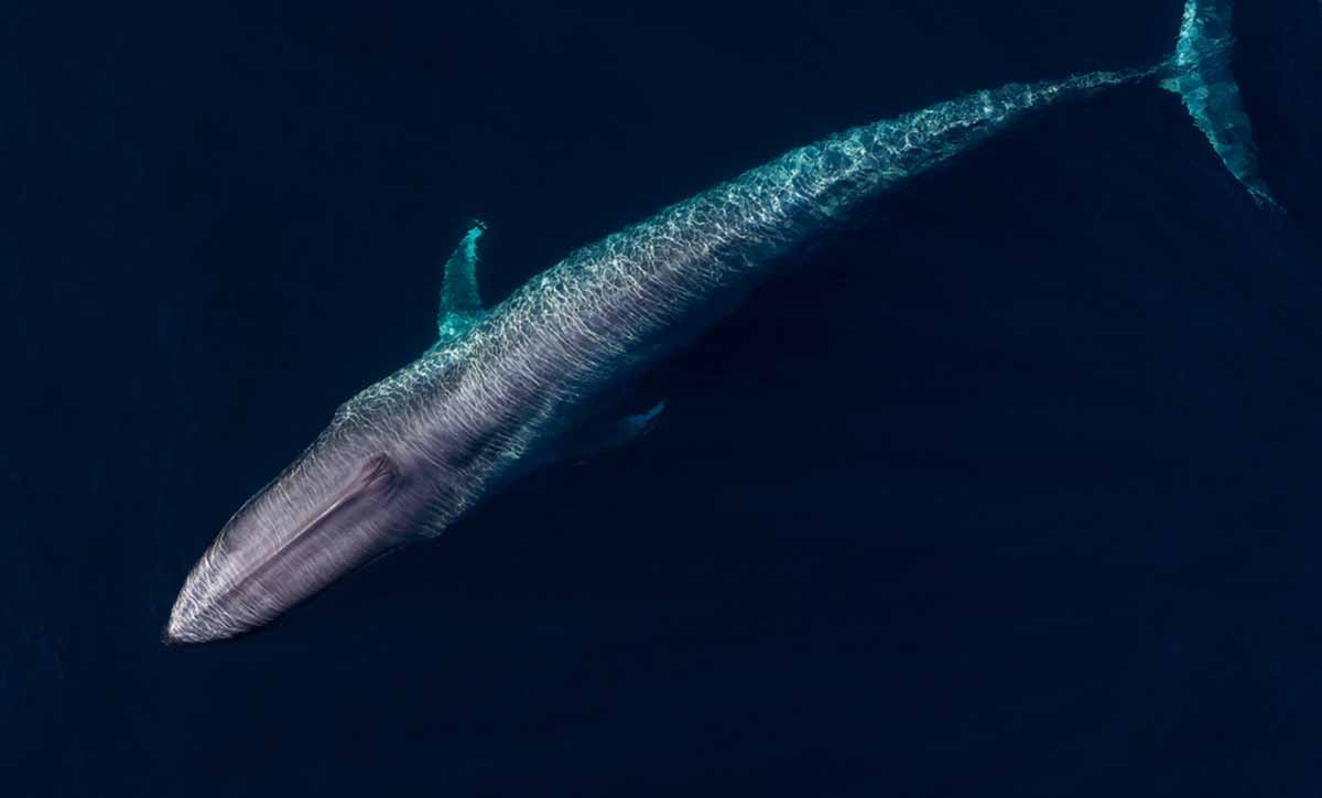 ballena azul 1 ballena azul 1