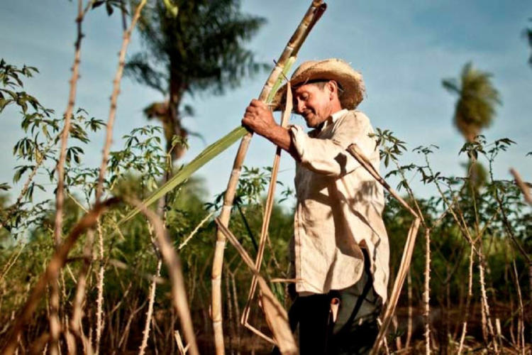 caña de azucar_2