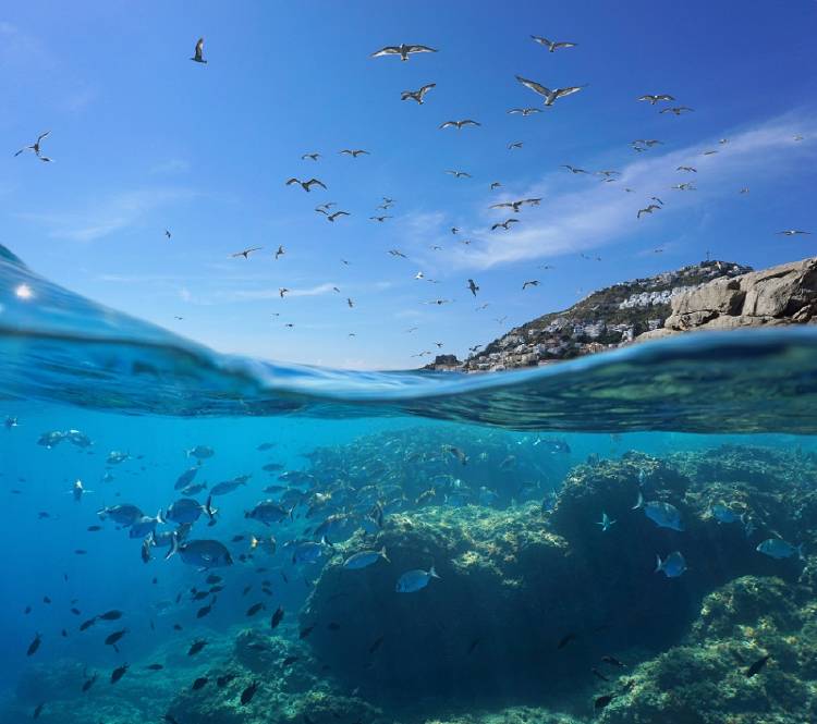 mar mediterraneo biodiversidad