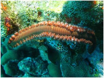 new species of marine worm found shimmering in the deep sea of costa rica