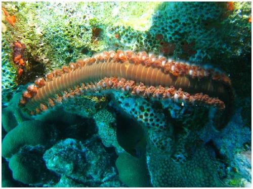 new species of marine worm found shimmering in the deep sea of costa rica new species of marine worm found shimmering in the deep sea of costa rica