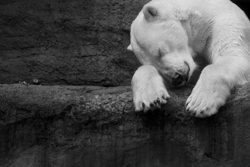 oso polar triste ¿Cuáles son los 12 animales en peligro de extinción en 2021?