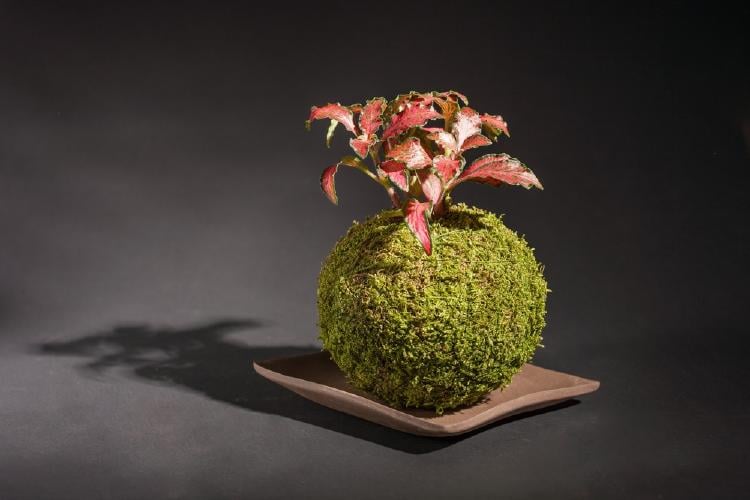 kokedama como hacer kokedama como hacer