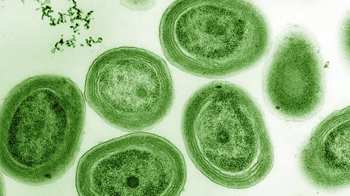 cianobacterias Las cianobacterias, responsables del color verde en los carpinchos de Entre Ríos. (Foto: Infobae)