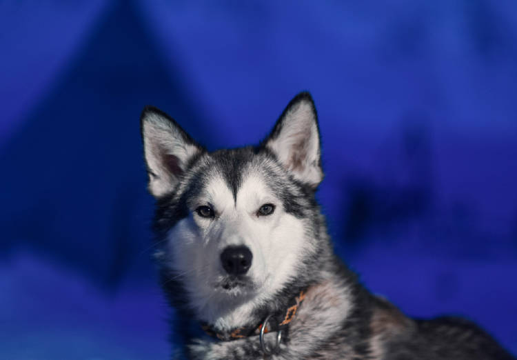 husky