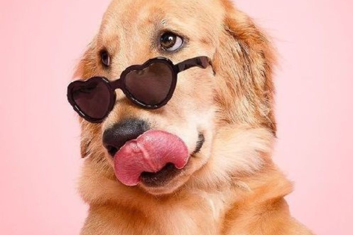 Aunque cada perro tiene su personalidad única, hay algunas razas conocidas por ser especialmente afectuosas, sociables y gentiles con las personas. (Pinterest)