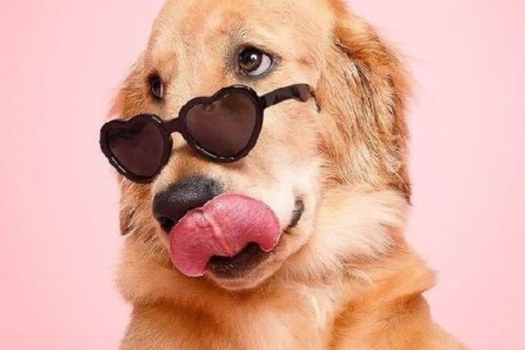 perro Aunque cada perro tiene su personalidad única, hay algunas razas conocidas por ser especialmente afectuosas, sociables y gentiles con las personas. (Pinterest)