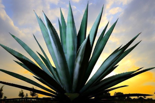 planta En muchas culturas, el agave se asocia con la paciencia, la resiliencia y el sacrificio por un bien mayor
