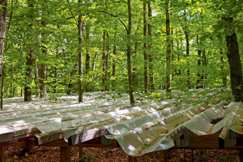 bosque  En un paraje aparentemente apacible del noreste de Estados Unidos, se encuentra un bosque que ha sido protagonista de algunos de los estudios ecológicos más relevantes del último siglo. (Foto: newengland.com)