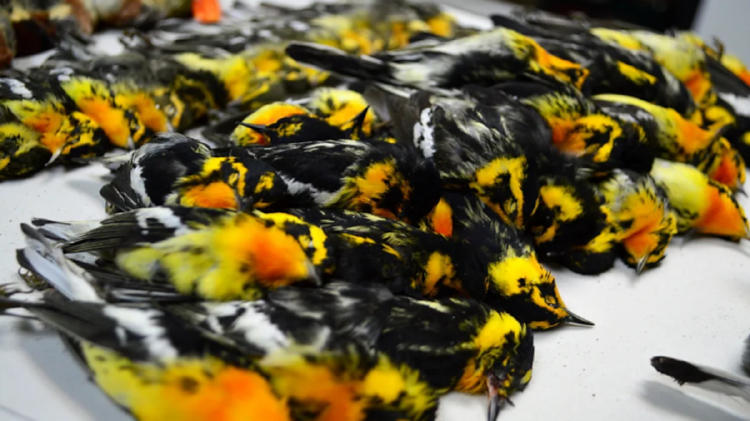 aves muertas texas aves muertas texas