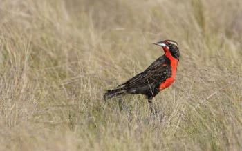 ave_ent   ave_amb   Loica pampeana   PH Grilli La Loica Pampeana es el ave más amenazada  de los pastizales de Sudamérica