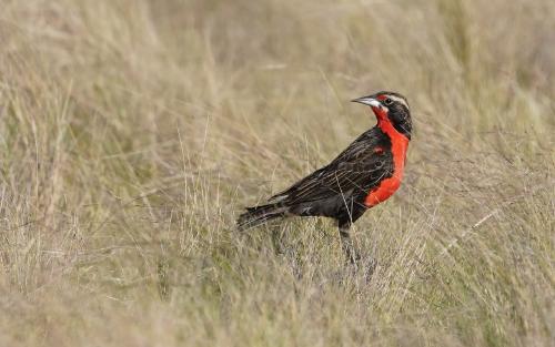 ave_ent ave_amb Loica pampeana PH Grilli La Loica Pampeana es el ave más amenazada de los pastizales de Sudamérica