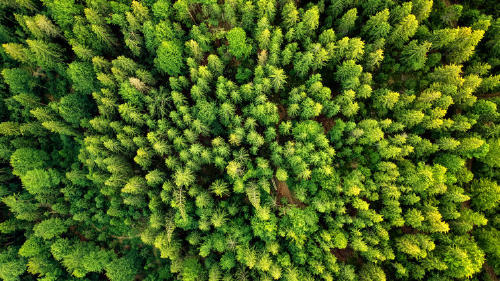 Bosques de la naturaleza bosques naturaleza