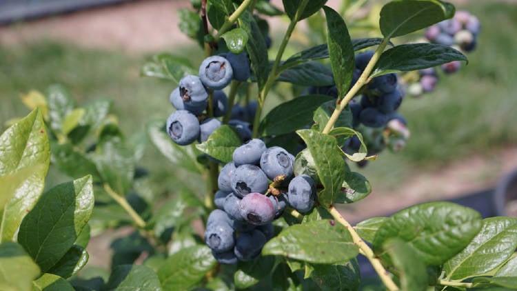 shutterstock_1445555543 shutterstock_1445555543.jpg