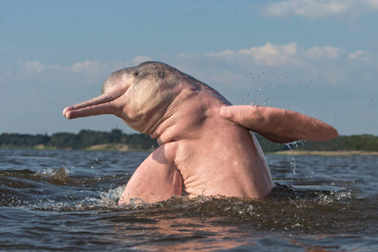 Un delfín rosado saliendo del agua