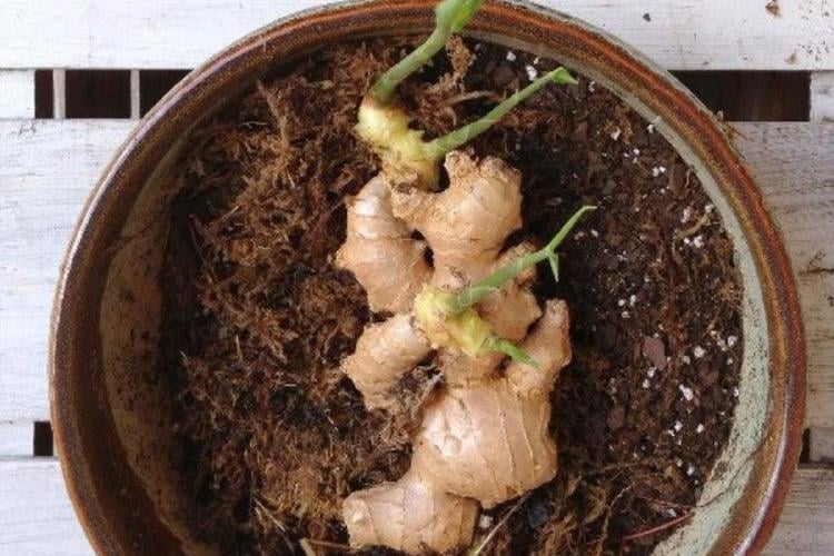 Planta de jengibre El jengibre es una planta medicinal conocida por sus múltiples beneficios para la salud. (Foto: Pinterest)