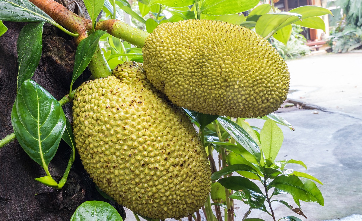 Jackfruit Jackfruit
