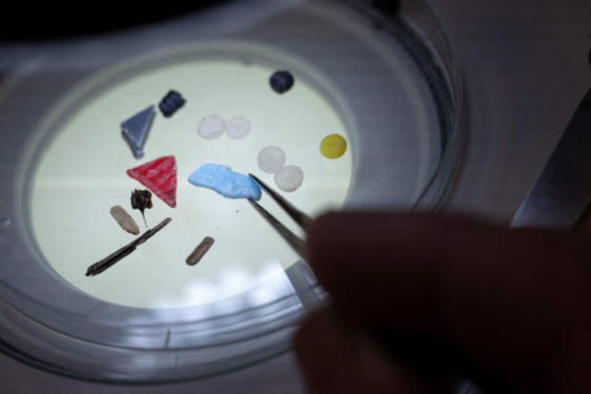 El Dr. Richard Thompson, de la Universidad de Plymouth, quien no participó en la investigación, analiza microplásticos bajo el microscopio en 2023. – Ben Stansall/AFP/Getty Images Preguntar a ChatGPT